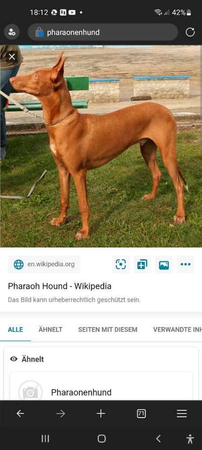 Windhunde - Treffen der besonderen Schönheiten
HERZLICH WILLKOMMEN-Beitrag-Bild