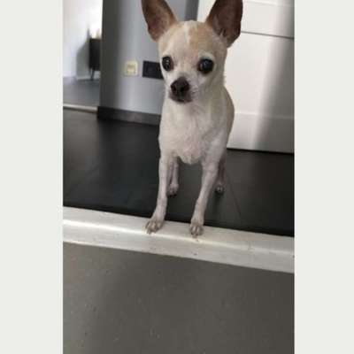 Suchmeldung-Nacho-Bild