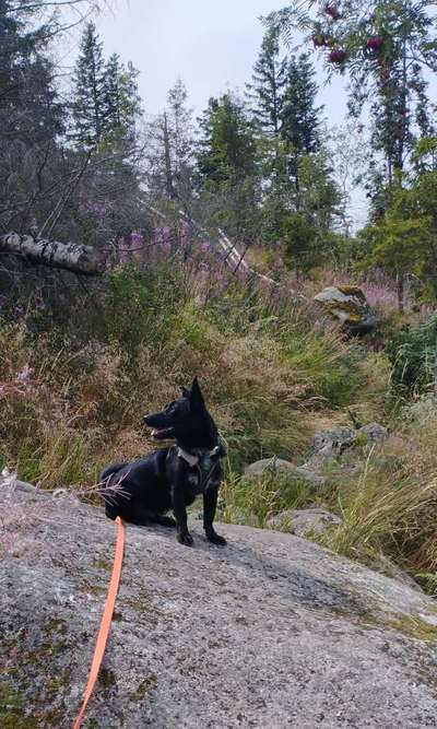 Hundetreffen-Tierschutzhund sucht Hundekontakt-Bild