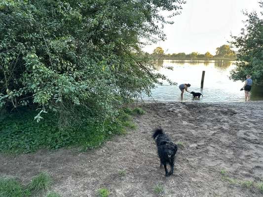 Hundeauslaufgebiet-Eichbaumpark/An der Dove Elbe-Bild