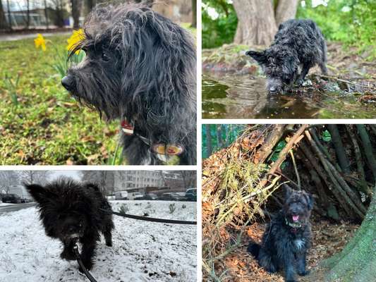 55.Fotocollagen  Challenge  4 Jahreszeiten-Beitrag-Bild