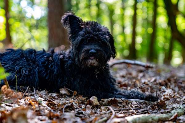 Foto -Challenge  Thema : Dein Hund Im Wald-Beitrag-Bild