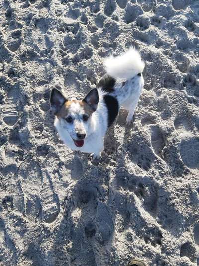 Challenge 23 : "  Euer Hund beim Frühlingserwachen "-Beitrag-Bild