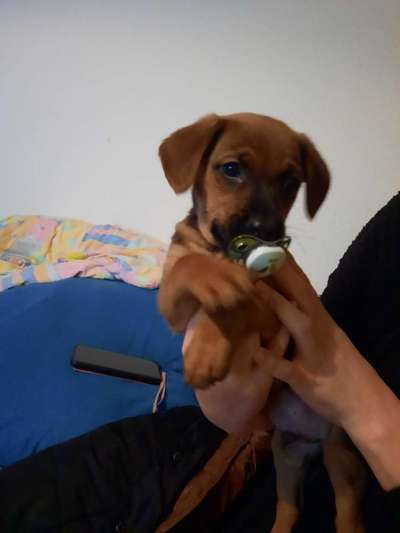 Dogorama Photo Challenge - Be my valentine-Beitrag-Bild