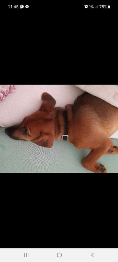 Darf der Hund bei Euch im Bett schlafen?-Beitrag-Bild