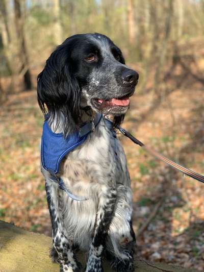 Irisch setter-Beitrag-Bild