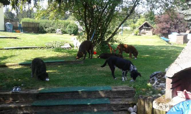 Ernährungsumstellung von BARF auf Nassfutter-Beitrag-Bild