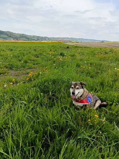 Handy Foto Challange Nr. 46  Happy Dog-Beitrag-Bild