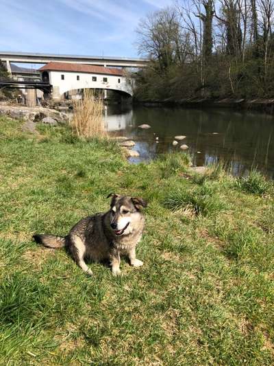 Hundetreffen-Gassirunde mit Boris-Bild