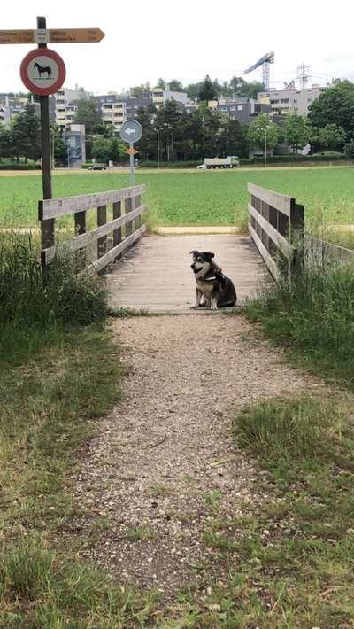 Hundeauslaufgebiet-Otelfingen bis Regensdorf-Watt-Bild