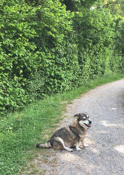 Welche Hunderasse-Beitrag-Bild