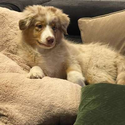 Hundetreffen-Spielen und spazieren 🐕-Bild