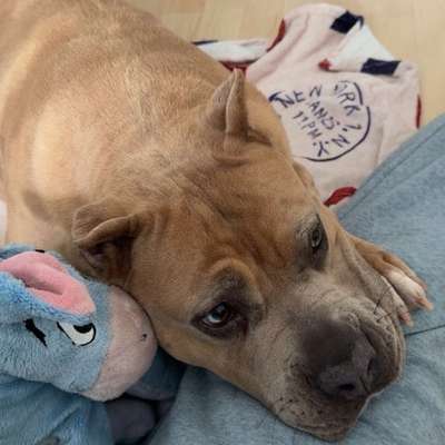 Hundetreffen-Playdate-Bild