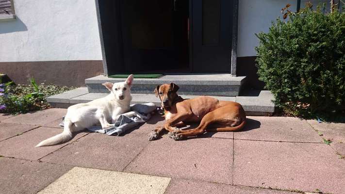 Dogorama Photo Challenge - Der Frühling kommt-Beitrag-Bild