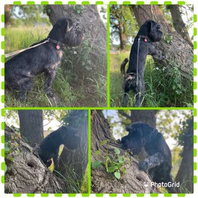 Handy Foto Challenge Nr. 49: Mein Freund der Baum-Beitrag-Bild