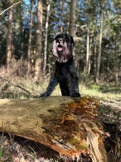 Foto -Challenge  Thema : Dein Hund Im Wald-Beitrag-Bild