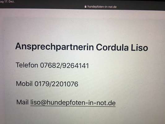 Tierschutzhunde suchen ein Zuhause-Beitrag-Bild