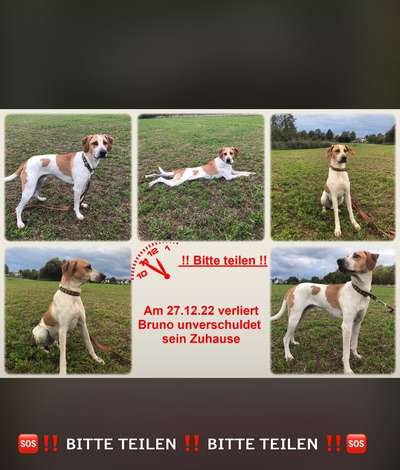 Tierschutzhunde suchen ein Zuhause-Beitrag-Bild