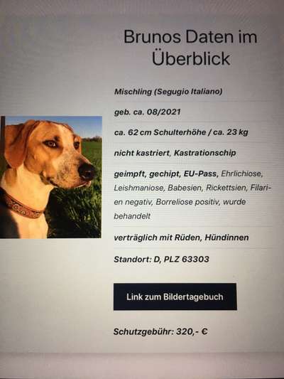 Tierschutzhunde suchen ein Zuhause-Beitrag-Bild