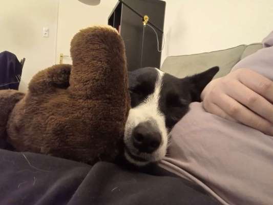 98.Fotochallange  - Hunde zeigen Zuneigung-Beitrag-Bild