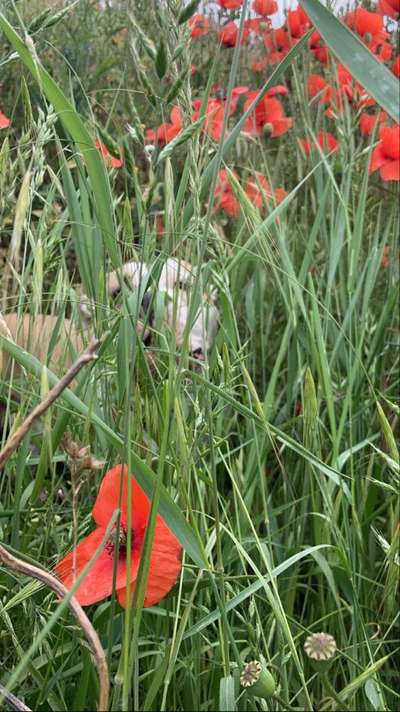 Die Dogorama Monats Challenge "Es grünt und blüht"-Beitrag-Bild