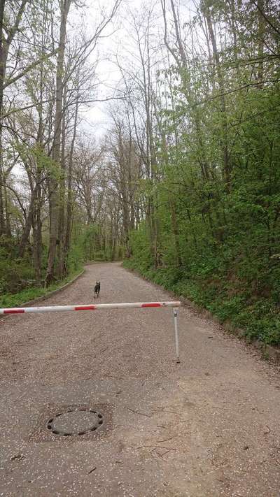 Hundeauslaufgebiet-Steinbruch (weiler zum stein)-Bild