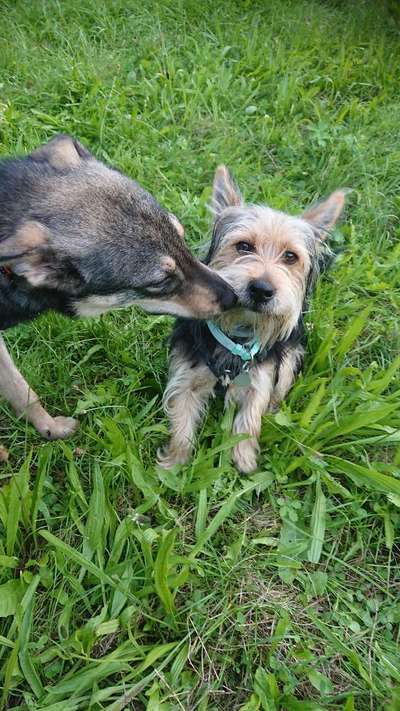 Die Dogorama Wochen Challenge "Friends will be Friends"-Beitrag-Bild