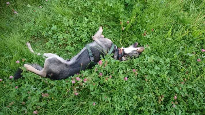 Die Dogorama Wochen Challenge-Beitrag-Bild