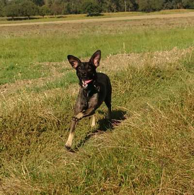 Fotochallenge 66 ~ Rennaction -Zeig deinen Hund im Lauf-Beitrag-Bild