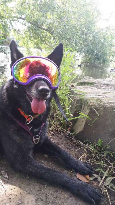 Die Dogorama Wochen Challenge-Beitrag-Bild