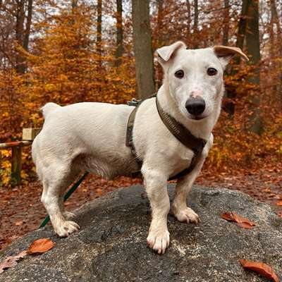 Hundetreffen-Gemeinsame Spaziergänge in Wald und Feld-Bild