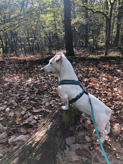 Doppelgänger gesucht !-Beitrag-Bild