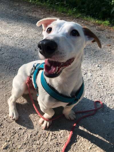 Warum liebst du deinen Hund?-Beitrag-Bild