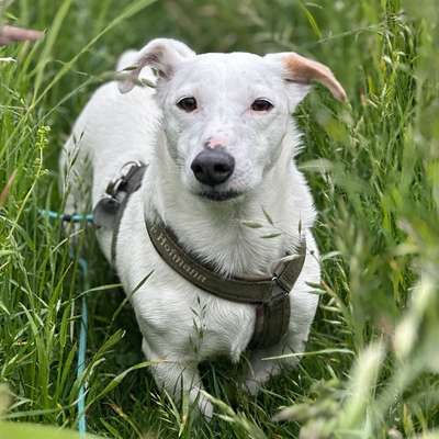 Hundetreffen-Gemeinsame Spaziergänge in Wald und Feld-Bild