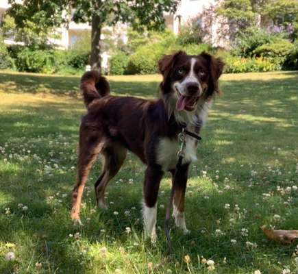 Lustigsten Grimassen von euren Hunden-Beitrag-Bild