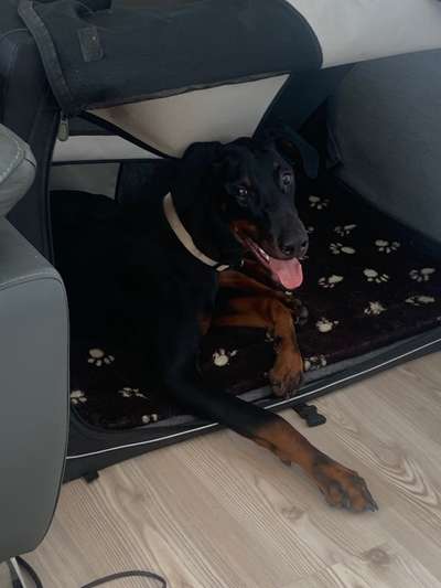 Hundetreffen-Spielrunden für robustere und wilde Hunde-Bild