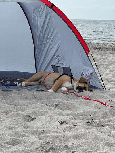 Die Dogorama Wochen Challenge: “Dein Hund im Urlaub”-Beitrag-Bild