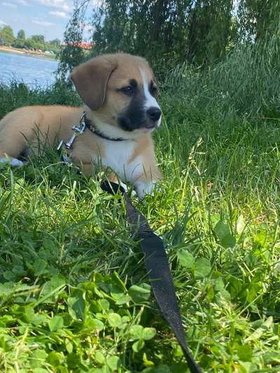 Die Dogorama Kalender Challenge Teil 3/4-Beitrag-Bild