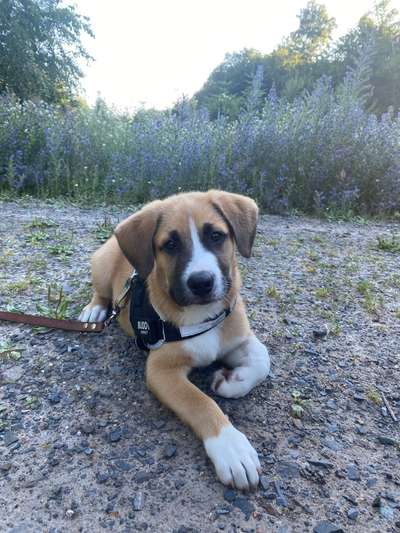 Die Dogorama Kalender Challenge Teil 3/4-Beitrag-Bild