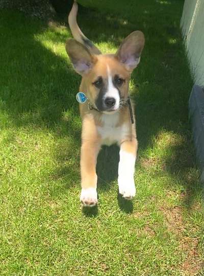 Die Dogorama Kalender Challenge Teil 3/4-Beitrag-Bild