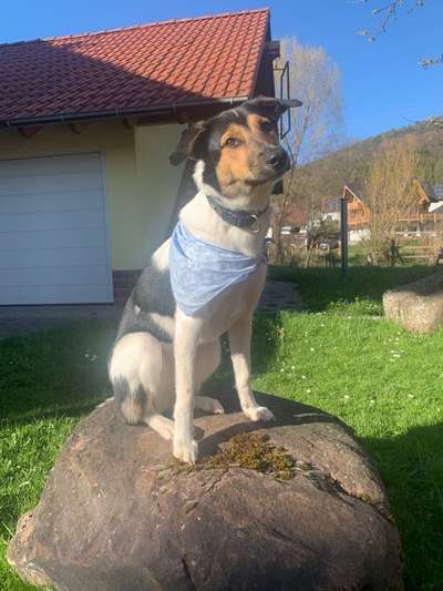 Auslandstierschutz-Beitrag-Bild