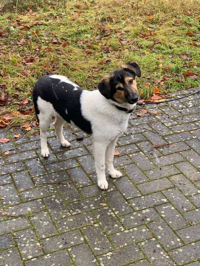 Zeigt her eure Junghunde :)-Beitrag-Bild