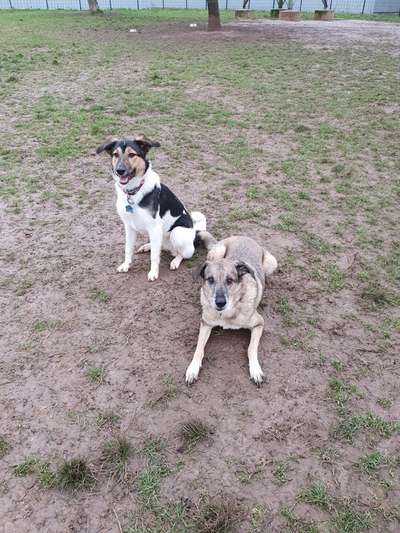 Dogorama Photo Challenge - Die besten Hundebuddys-Beitrag-Bild