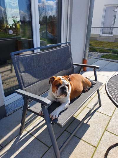 Seltene Rassen!-Beitrag-Bild