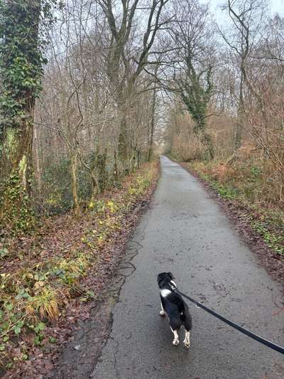 Hundeauslaufgebiet-Ratinger Waldsee-Bild