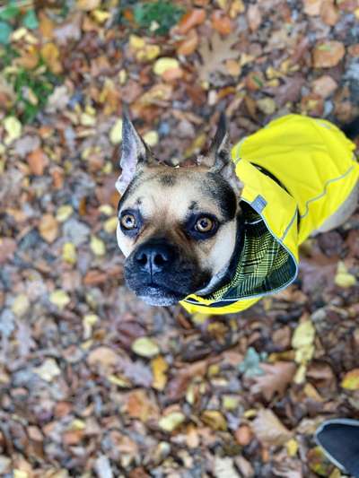 Dogorama Photo Challenge - Tre Chic!-Beitrag-Bild