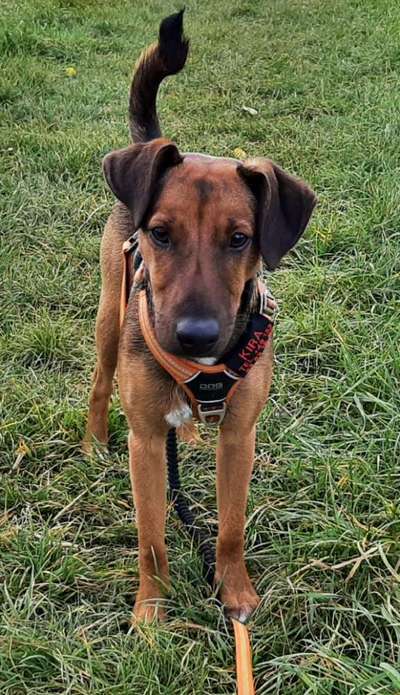 Zeichnungen eurer Hunde-Beitrag-Bild