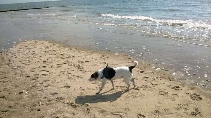 Ostfriesische Inseln mit Hund?-Beitrag-Bild