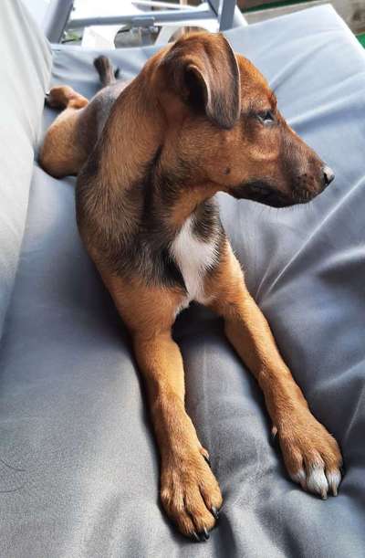 Wo sind die Jack und Parson Russell Terrier?-Beitrag-Bild