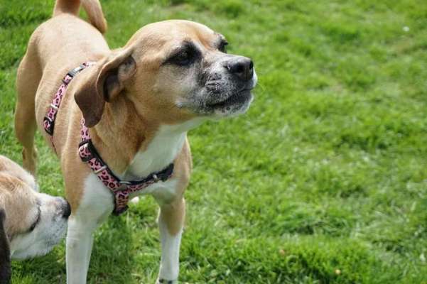 Beagle mischlinge!!-Beitrag-Bild